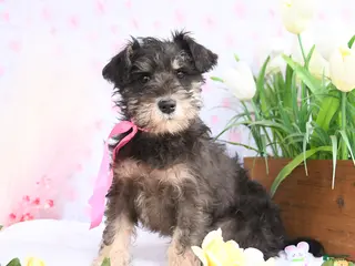 Miniature Schnauzer dogs for sale: Pansy - Ad 1
