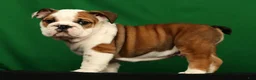 English Bulldog dogs for sale: Ollie - Ad 4