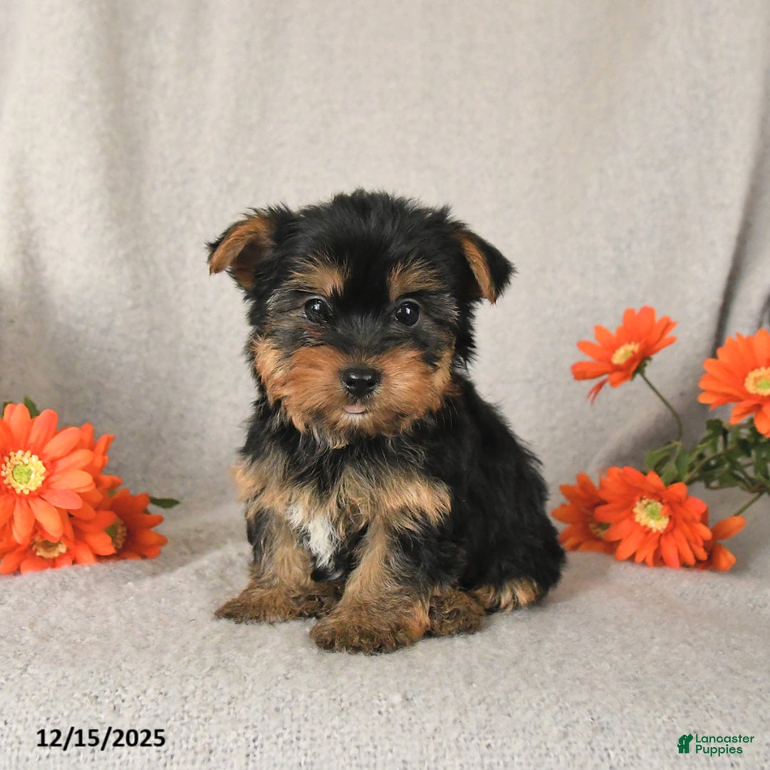 Yorkshire Terrier dogs for sale: Chili - Ad 2