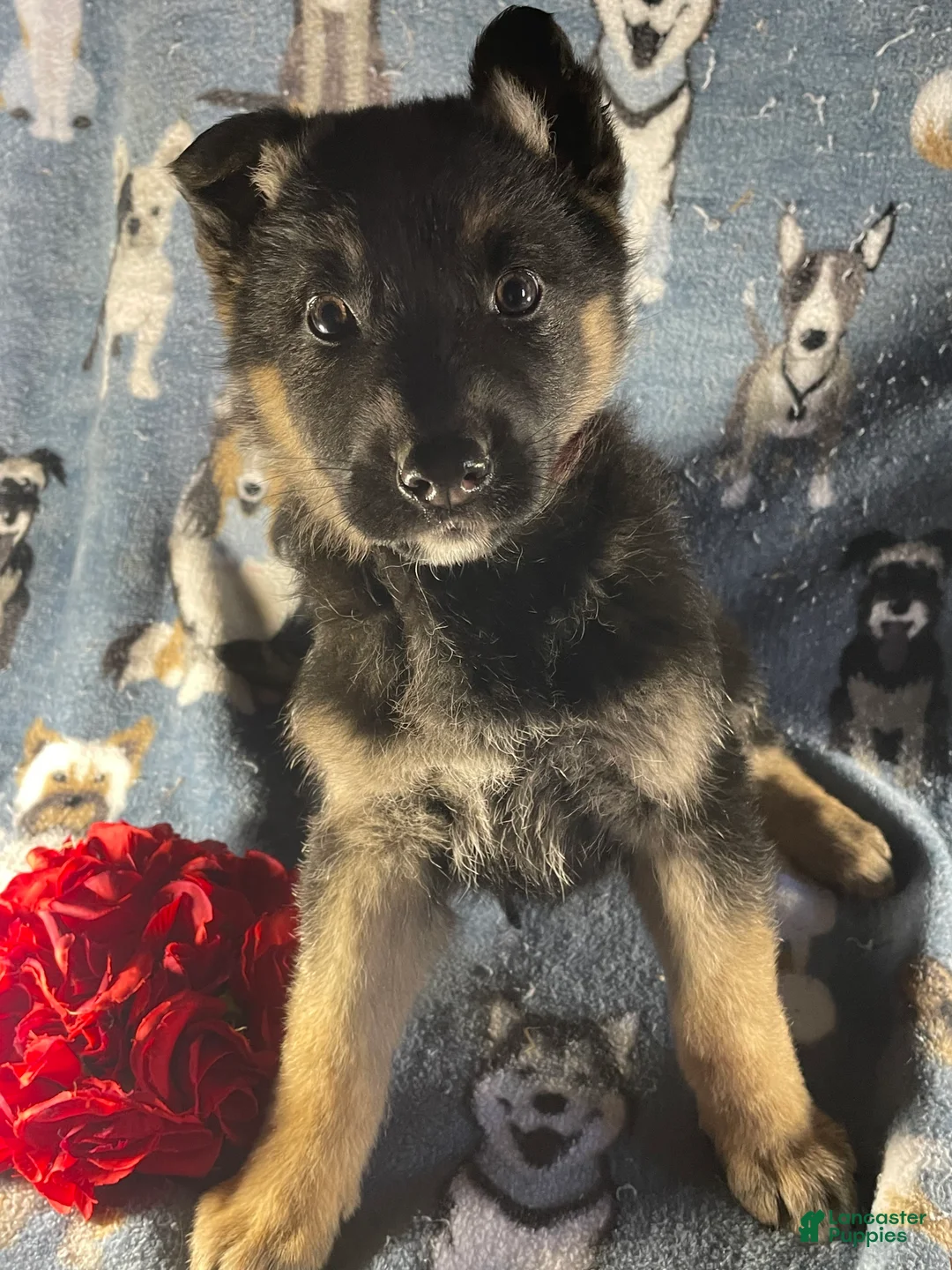 German Shepherd dogs for sale: Willow - Ad 3