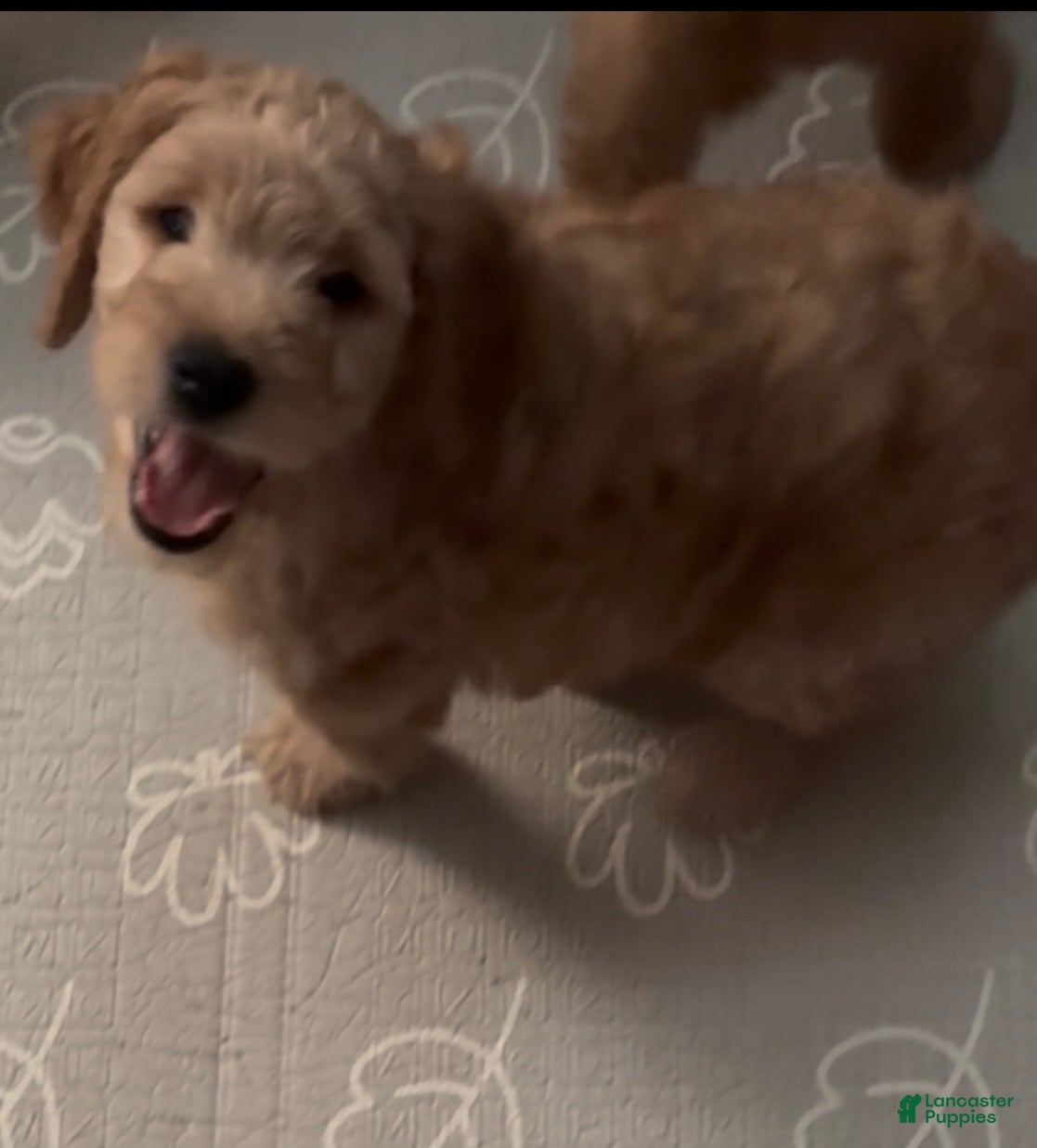 Goldendoodle dogs Junior - Ad 2