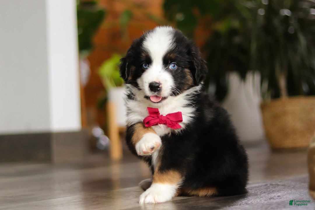 Miniature Australian Shepherd dogs for sale: Dubai - Ad 8