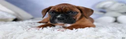 Boxer dogs for sale: Sarge  - Ad 22