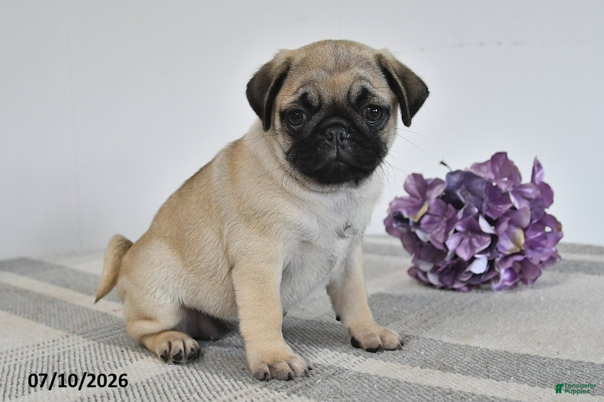 Pug dogs Estella - Ad 2