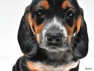 Beagle dogs for sale: Ronald - Ad 3