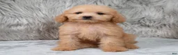 Mini Goldendoodle dogs for sale: Abby ID: 3852 - Ad 3