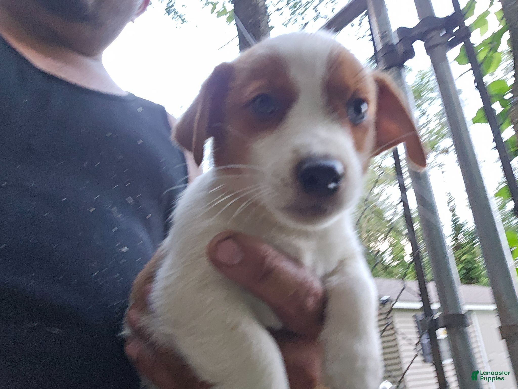 Jack Russell Terrier dogs Jack Russell Terrier 4 - Ad 1