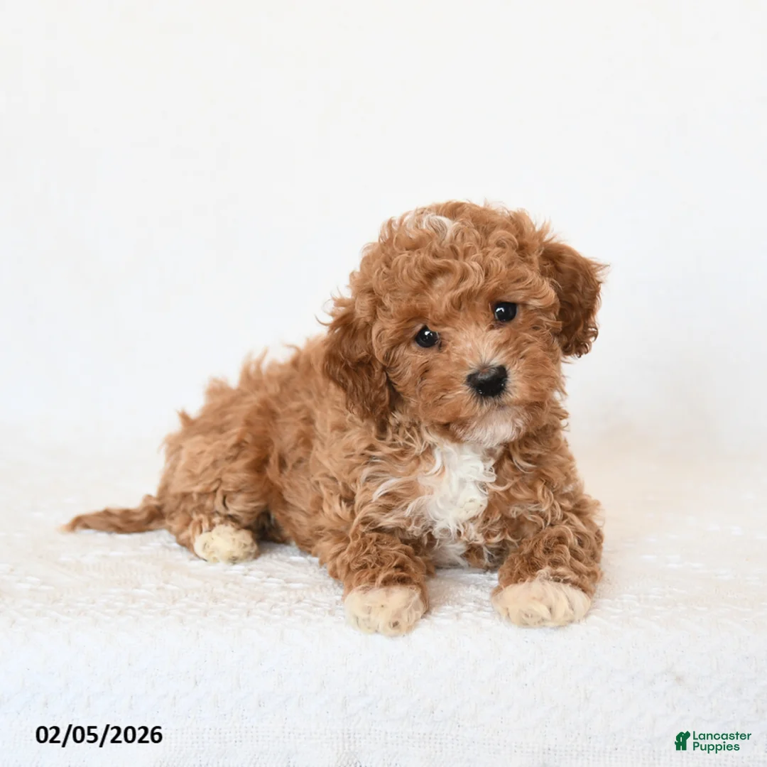 Miniature Poodle dogs for sale: Hershey - Ad 3
