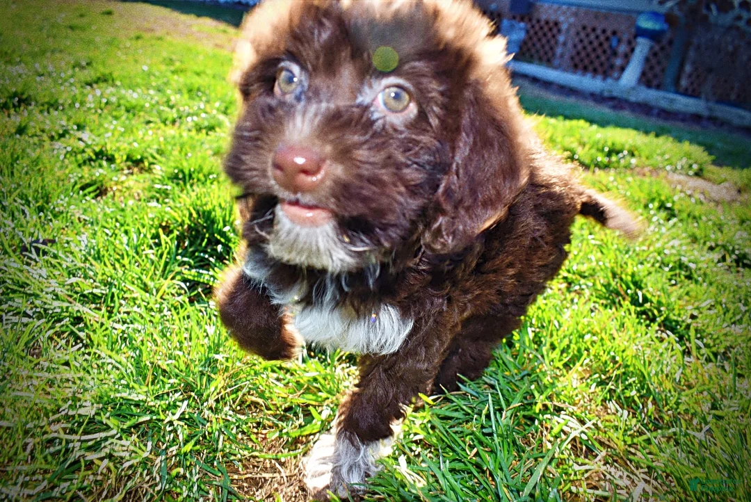 Havapoo dogs for sale: Sunny - Ad 18