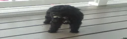 Miniature Poodle dogs for sale: Coco - Ad 6