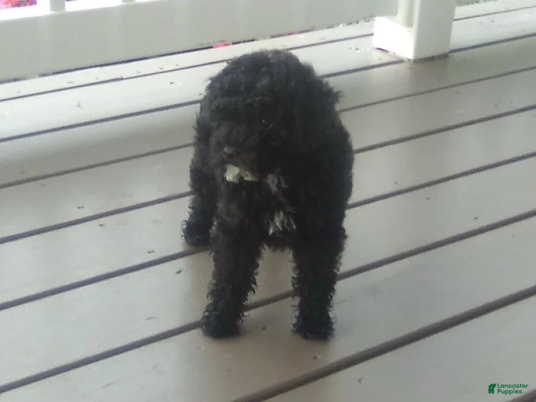 Miniature Poodle dogs for sale: Coco - Ad 6