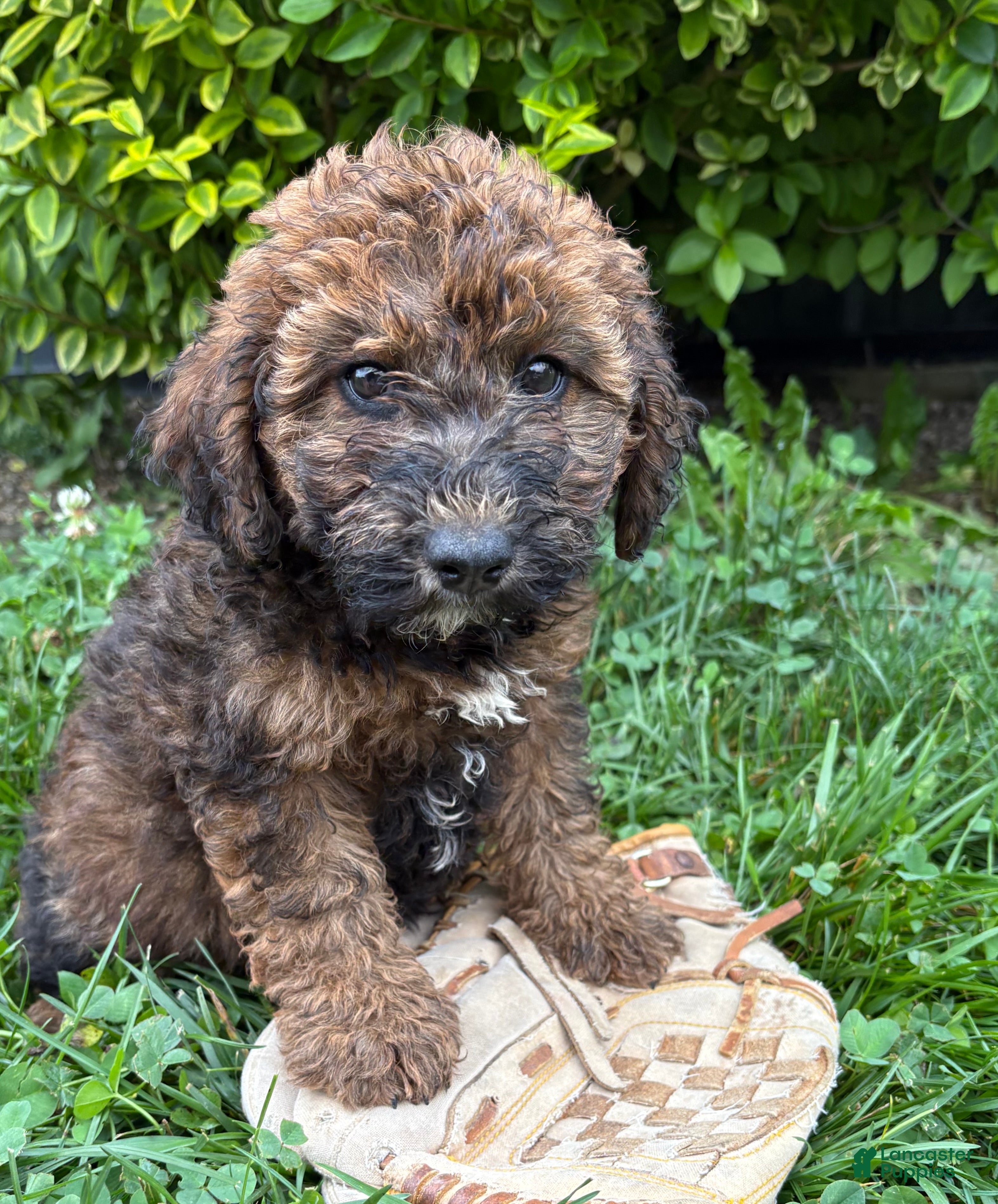 Whoodle dogs Monroe - Ad 1