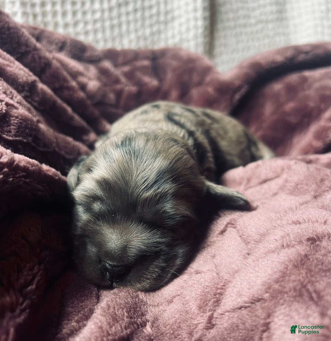 Cocker Spaniel dogs for sale: Gustav  - Ad 3