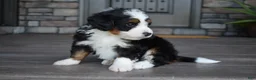 Mini Bernedoodle dogs for sale: Cuddles - Ad 8