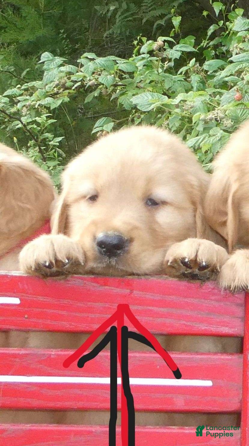 Golden Retriever dogs for sale: Royal - Ad 3