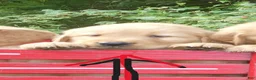 Golden Retriever dogs for sale: Royal - Ad 1