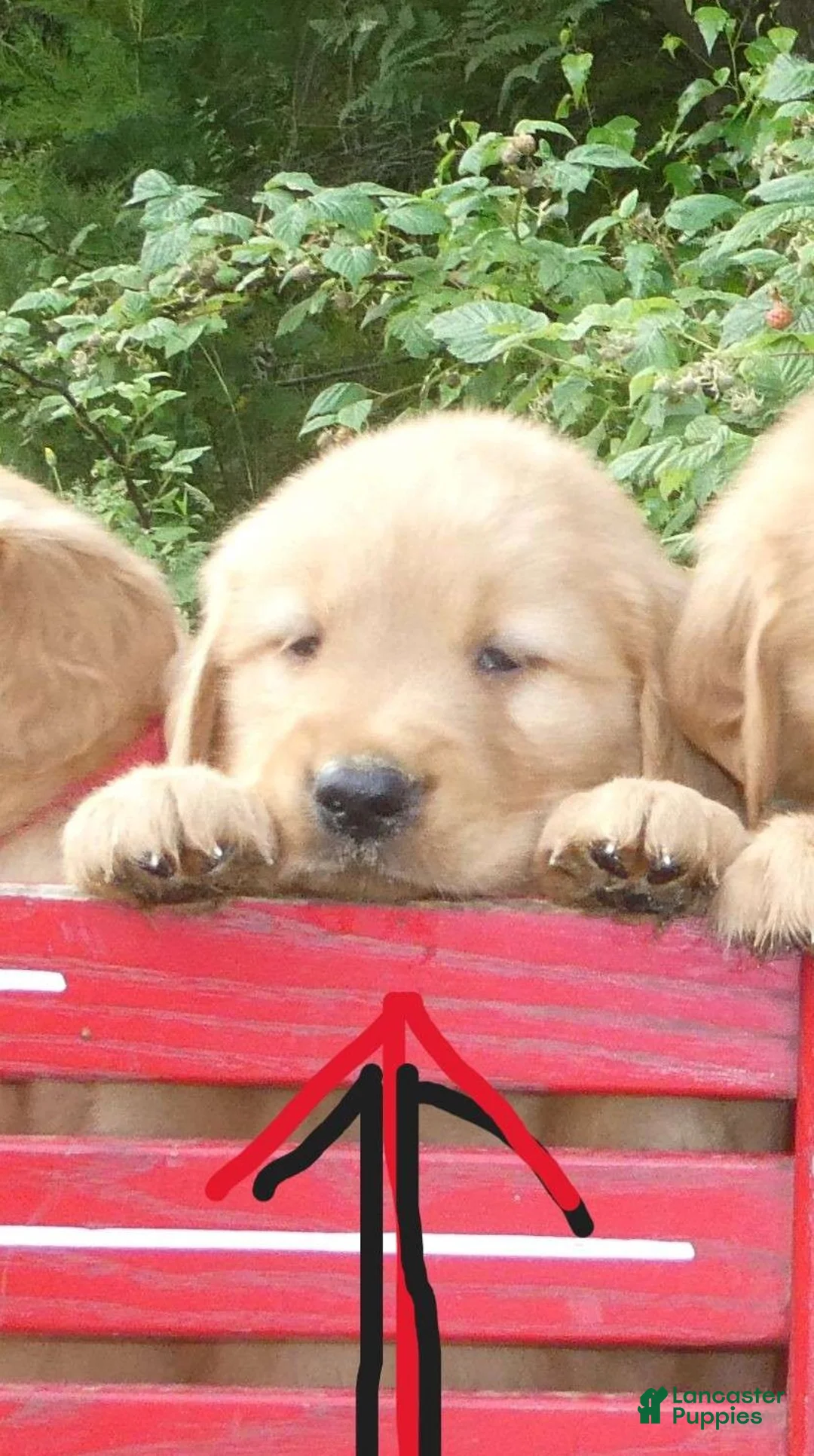 Golden Retriever dogs for sale: Royal - Ad 1