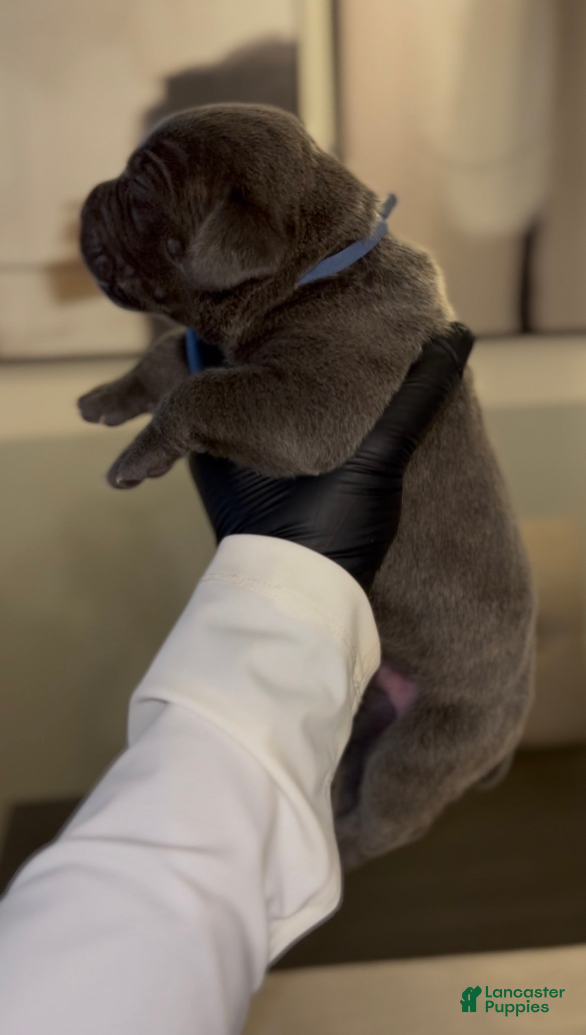 Cane Corso dogs for sale: Luxe - Ad 2