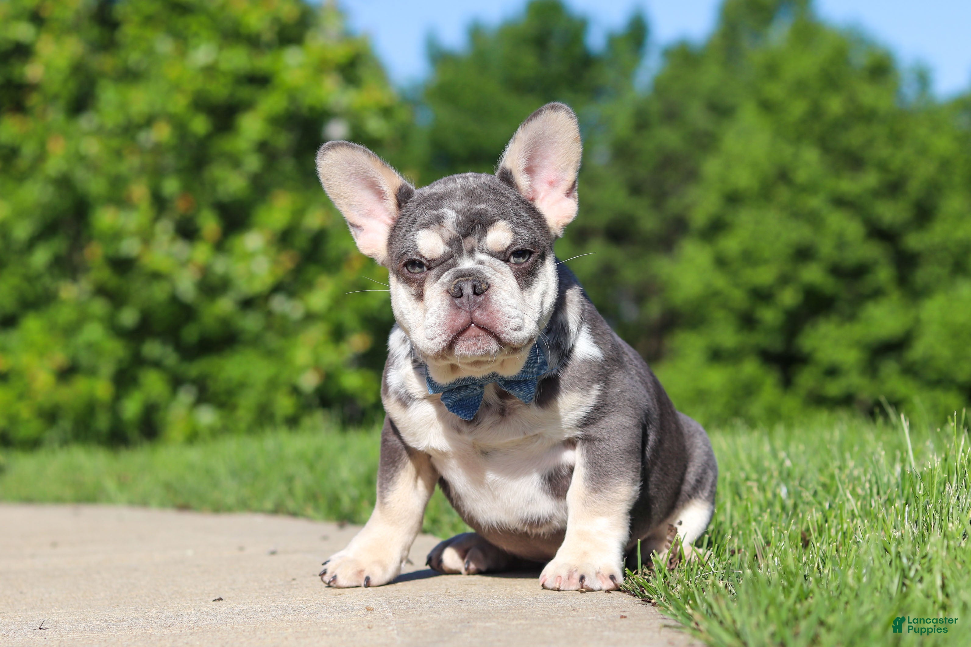 French Bulldog dogs Koda - Ad 2