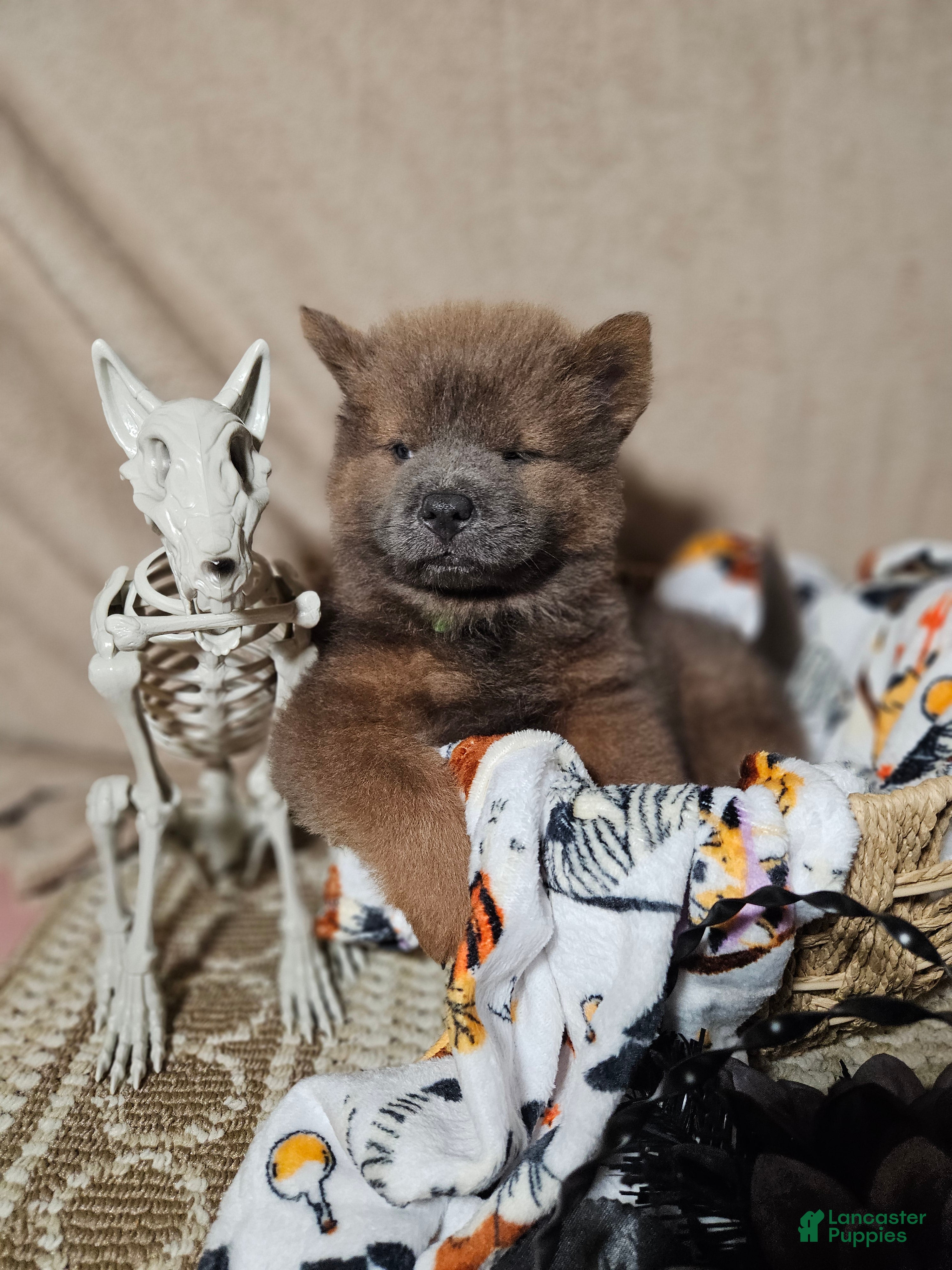 Chow Chow dogs for sale: CINNAMON CHOW Tiny M1 - Ad 1