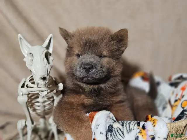 Chow Chow dogs for sale: CINNAMON CHOW Tiny M1 - Ad 1