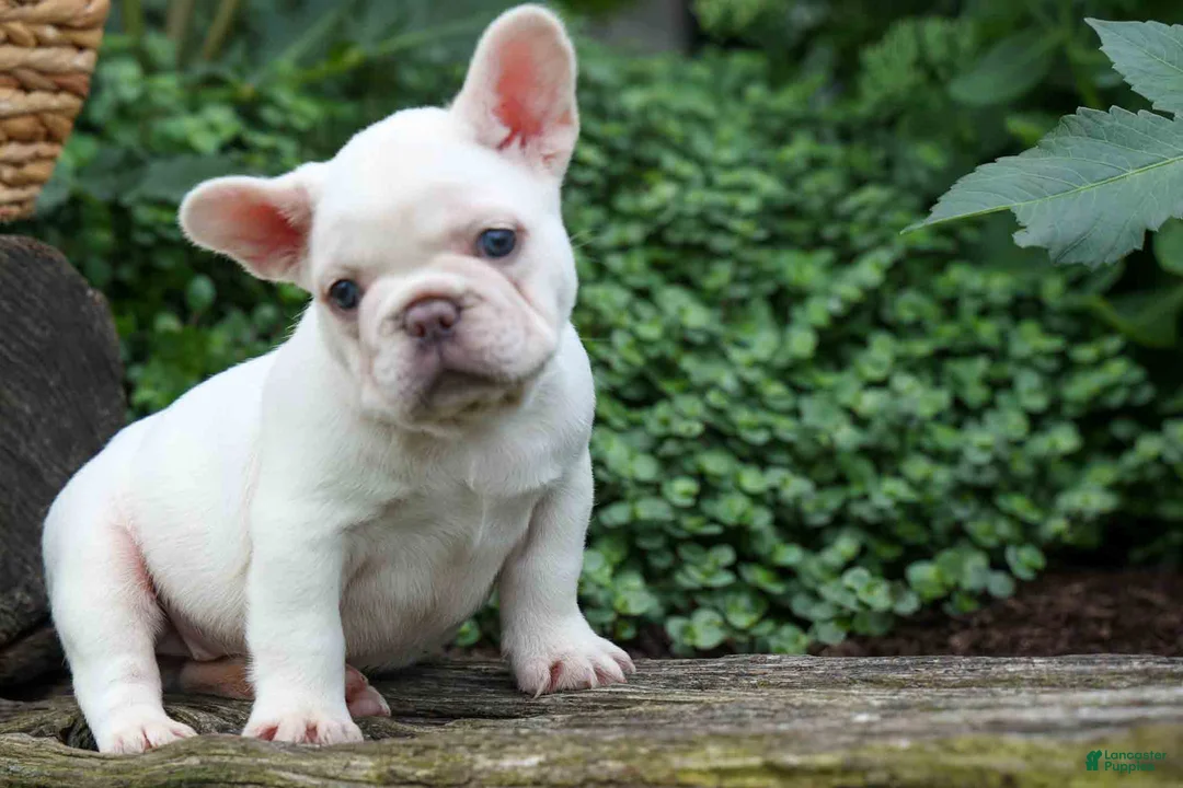 French Bulldog dogs for sale:  Fiona Rose🎀 - Ad 1