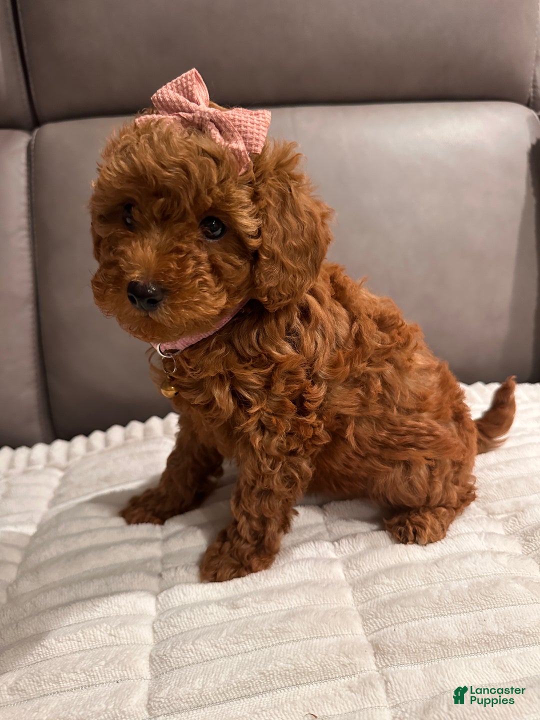 Toy Poodle dogs for sale: Ginger- AKC GENETIC TESTED - Ad 10