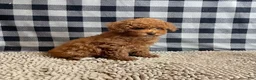 Miniature Poodle dogs for sale: Nancy - Ad 7