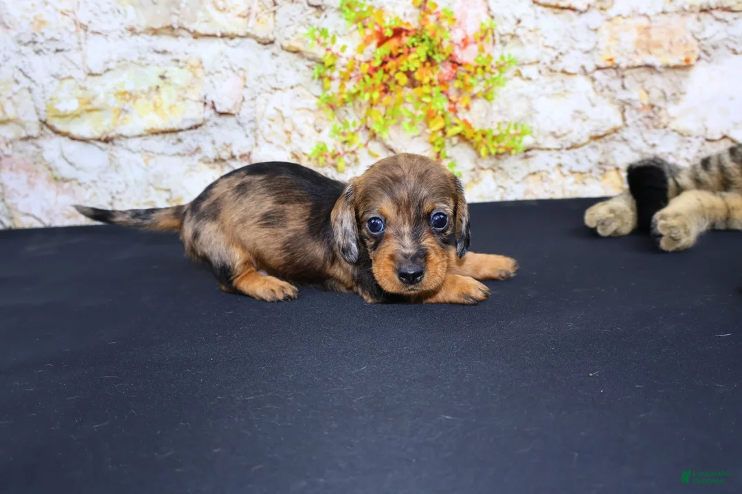 Miniature Dachshund dogs for sale: Zelda - Ad 17