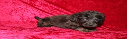 Doxiepoo dogs for sale: Doxiepoo Dory - Ad 8