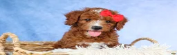 Cavapoo dogs for sale: TUCKER - Ad 2