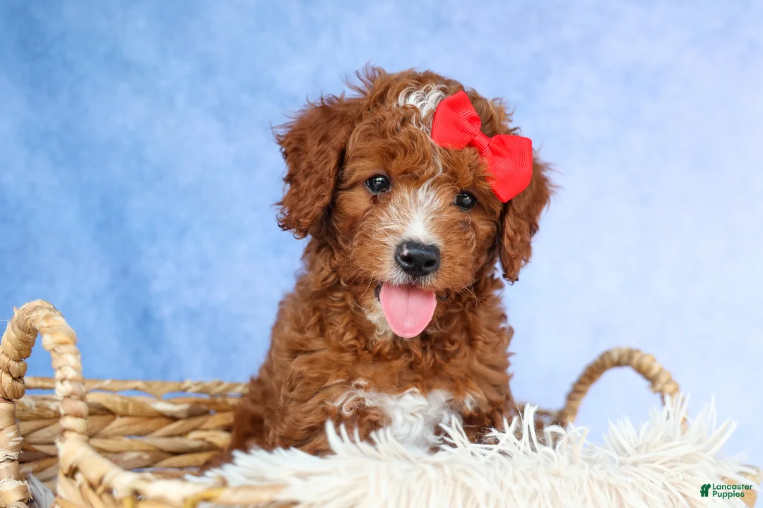 Cavapoo dogs for sale: TUCKER - Ad 2