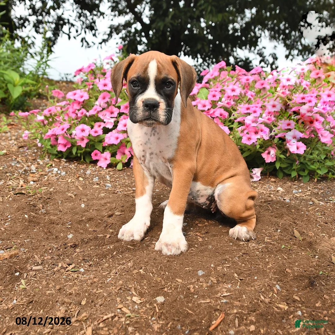 Boxer dogs for sale: Tassie - Ad 1
