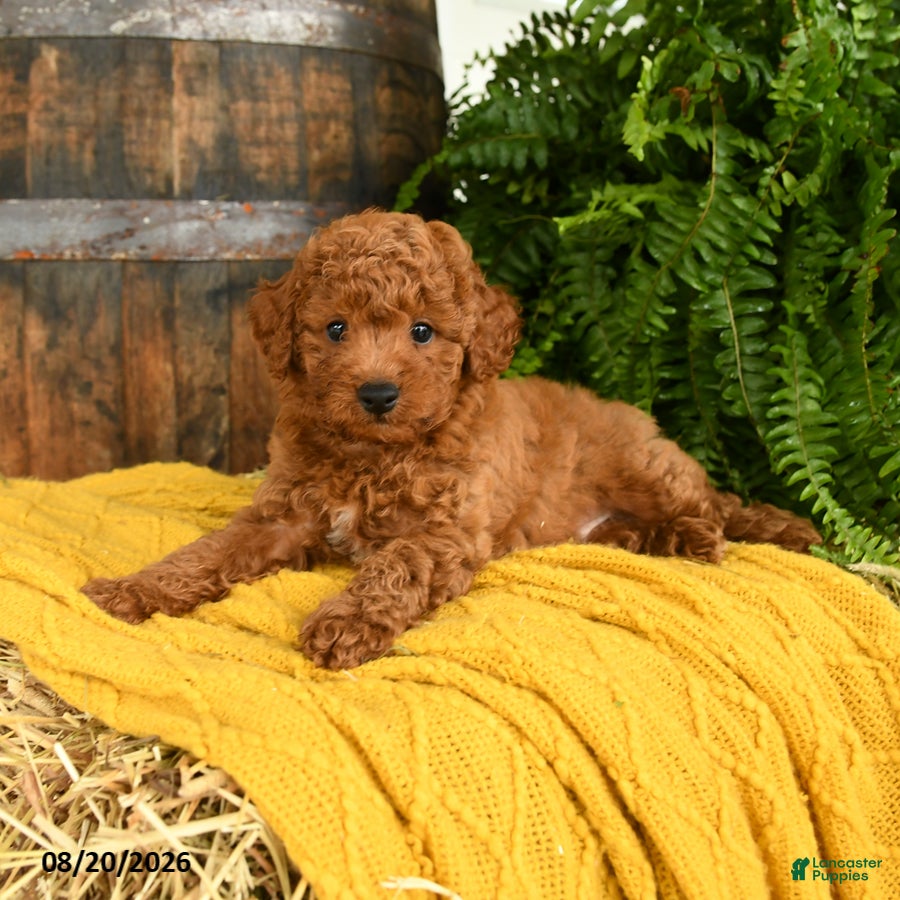 Toy Poodle dogs Newton - Ad 1