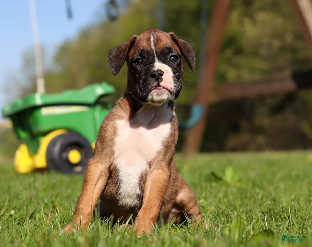 Gallery Image {{count}}