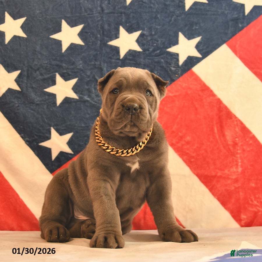 Cane Corso dogs Irwin  - Ad 9