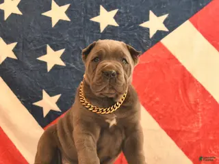 Cane Corso dogs Irwin - Ad 9