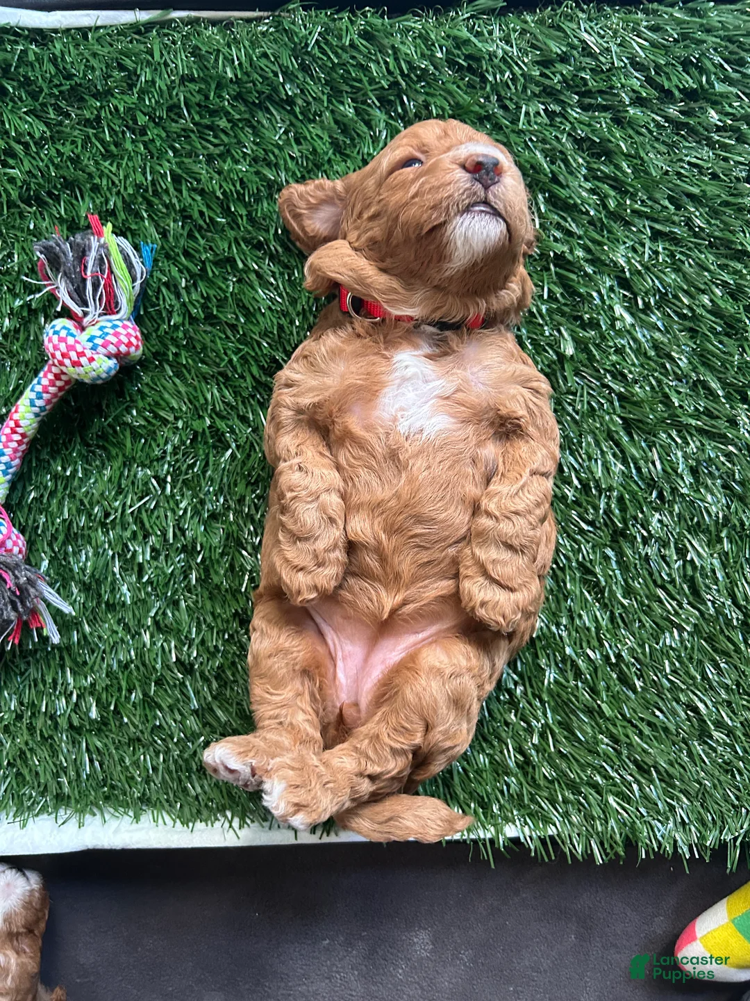 Mini Goldendoodle dogs for sale: Mini Goldendoodle Prada - Ad 2