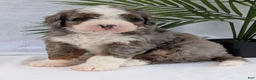 Mini Bernedoodle dogs for sale: Mini Darcy  - Ad 12