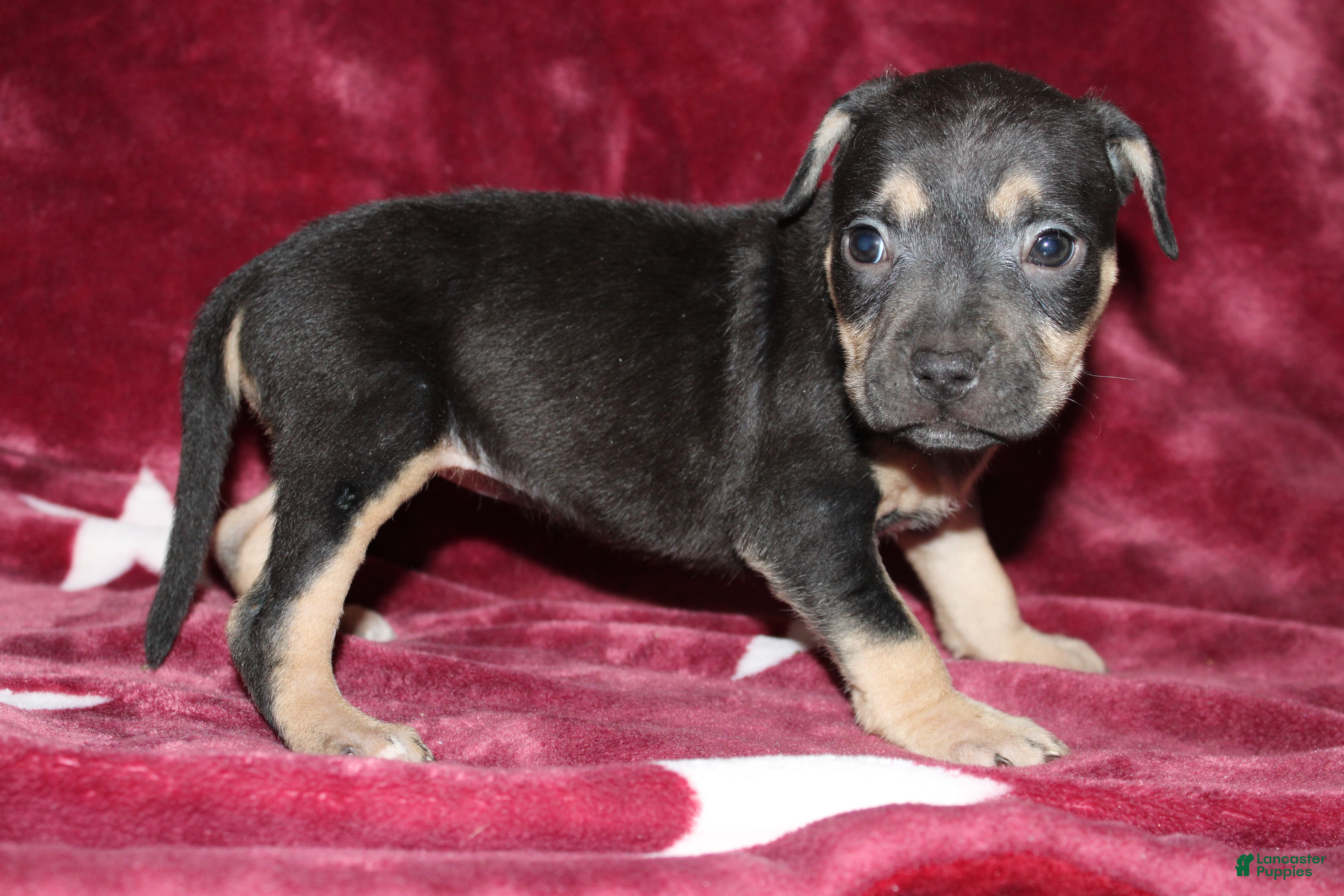 American Bully dogs Peach - Ad 5