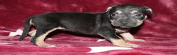 American Bully dogs for sale: Peach - Ad 1