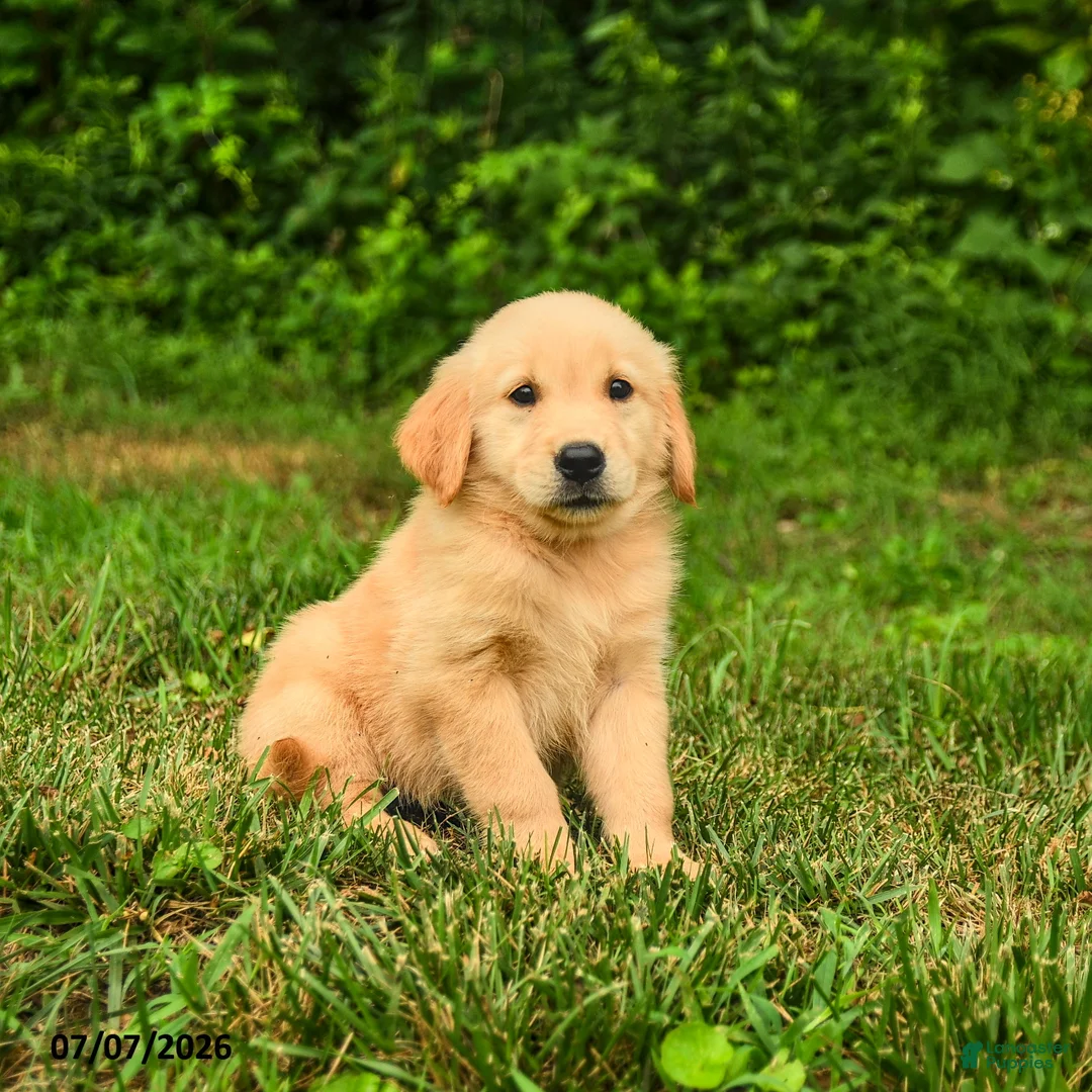 Golden Retriever dogs for sale: Mila - Ad 2
