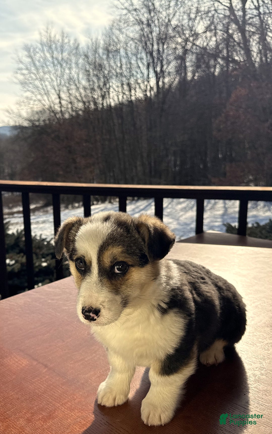 Welsh Corgi Pembroke dogs for sale: Welsh Corgi Pembroke Puppy 1 - Ad 4