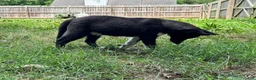 Siberian Husky dogs for sale: Klaus - Ad 10