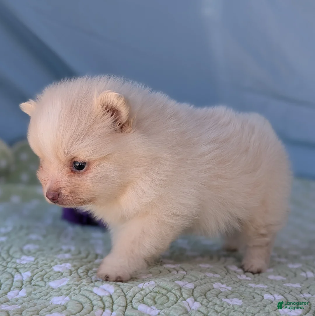 Pomeranian dogs for sale: Trinket - Ad 10