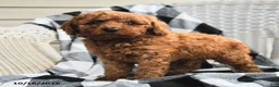 Miniature Poodle dogs for sale: Alex - Ad 1
