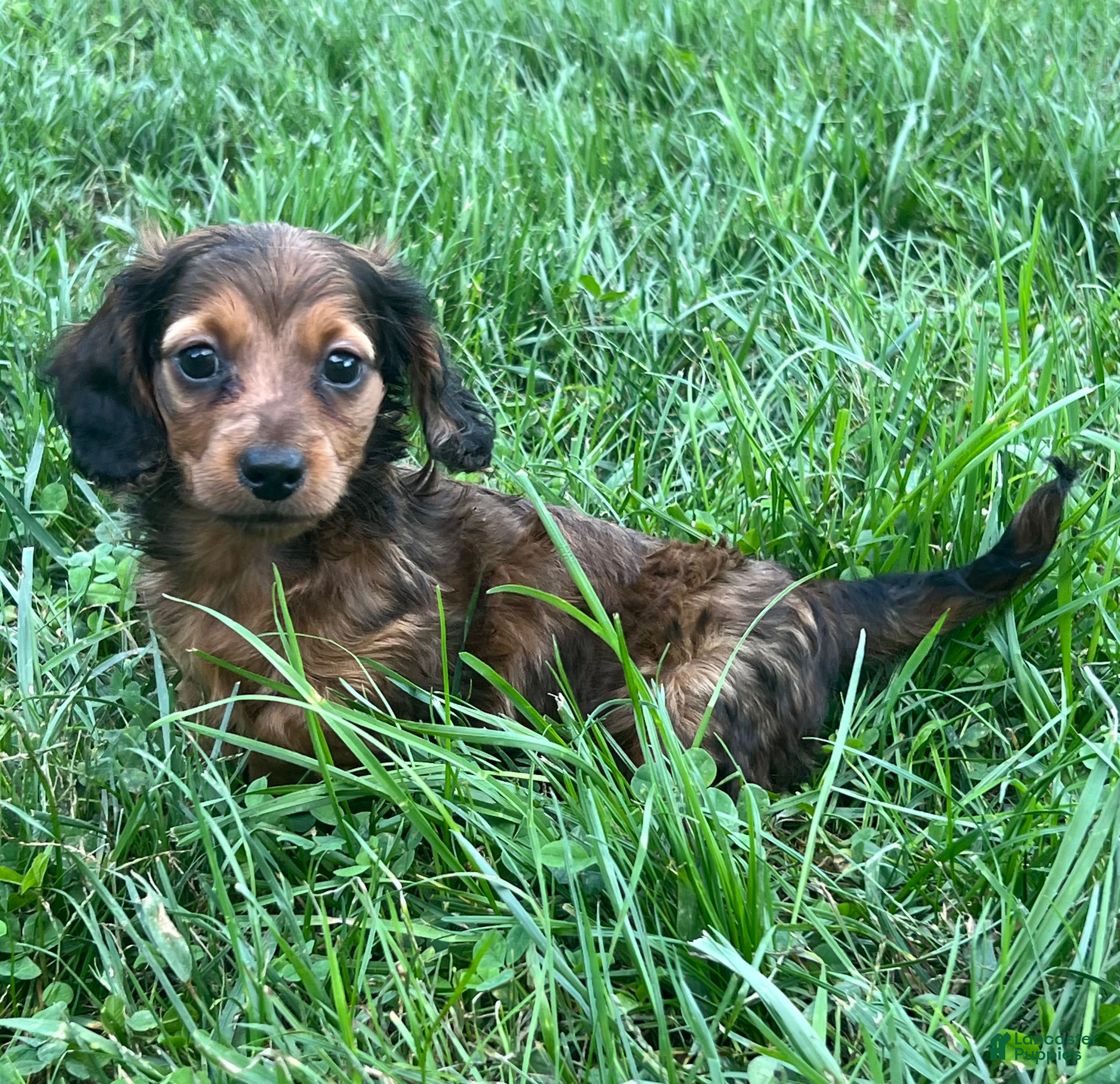 Miniature Dachshund dogs Theo  - Ad 2