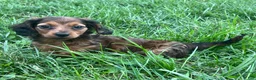 Miniature Dachshund dogs for sale: Theo  - Ad 2