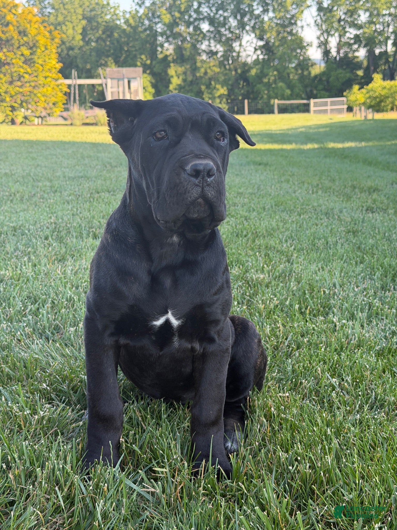 Cane Corso dogs Cane Corso 1 - Ad 1