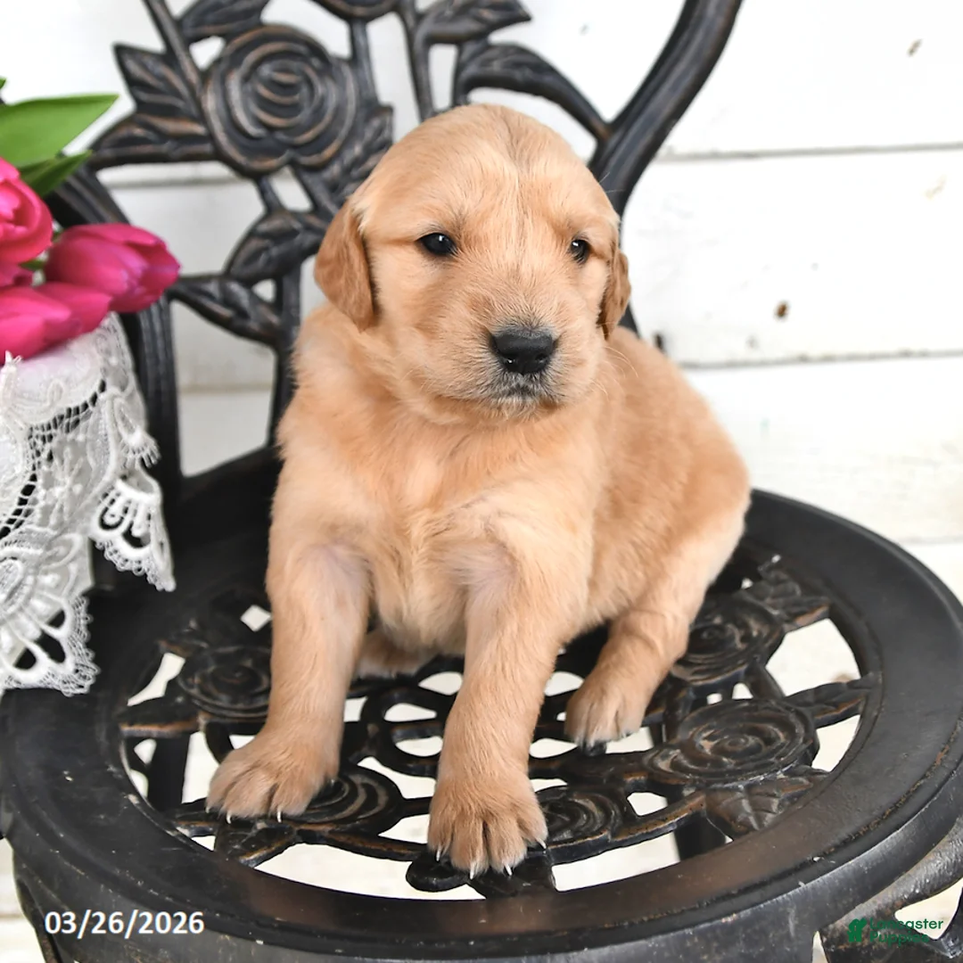 Golden Retriever dogs for sale: Roy  - Ad 2